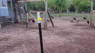 Filling the feed cans