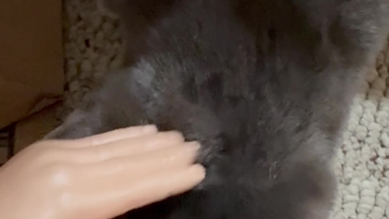 Wednesday Whiskers with SPH featuring a Tony Stark. #funny #cats #catsofinstagram