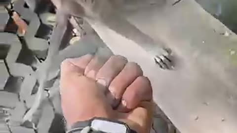 funny monkey