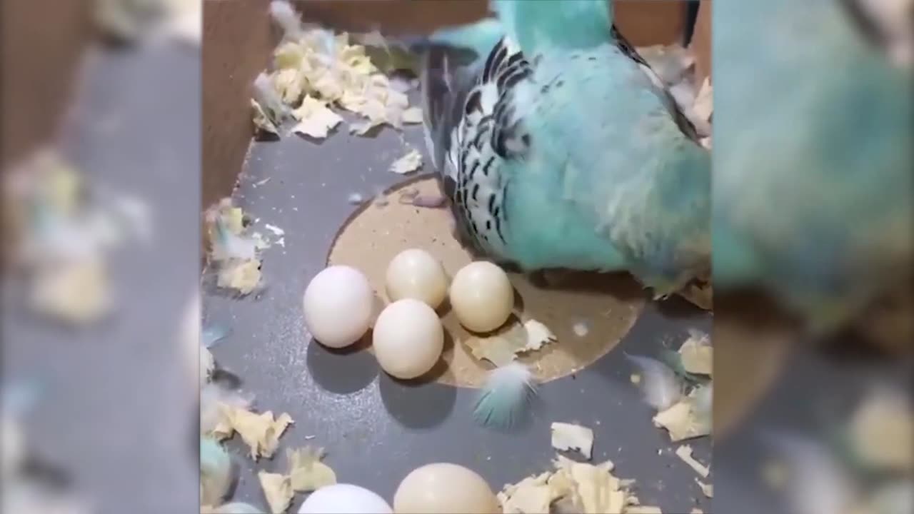 CUTE ANIMALS