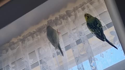 Linden & Hollian Hit the Nets