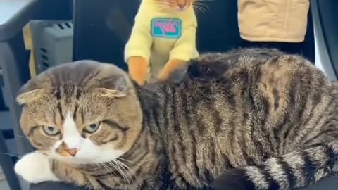 😂🐶 This Sweet Little Masseur Will Melt Your Heart! | FunFM