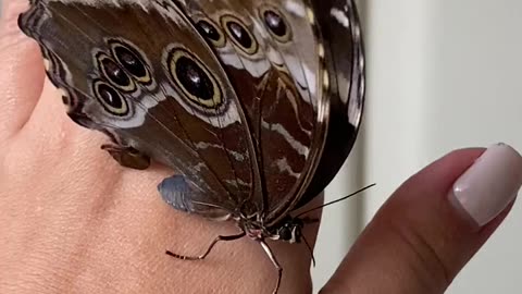 Nature and Animals