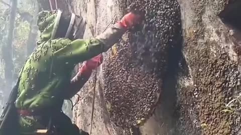 What is more dangerous: height or being stung by bees? 🐝😱