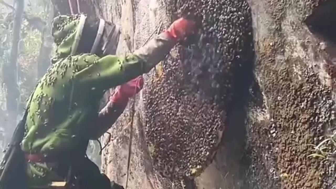 What is more dangerous: height or being stung by bees? 🐝😱