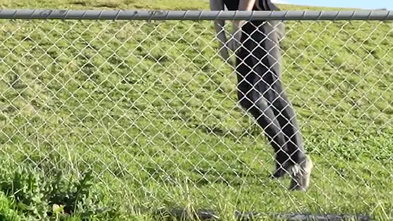 How animals get over a fence 😂😁