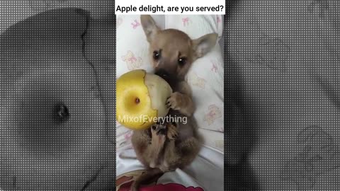Apple delight, are you served?