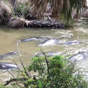 Manatee Gathering at Haulover Canal | Rare Wildlife Moment