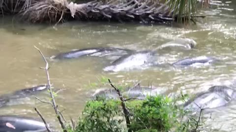 Manatee Gathering at Haulover Canal | Rare Wildlife Moment