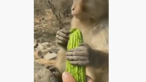 Playful Monkey Mischief