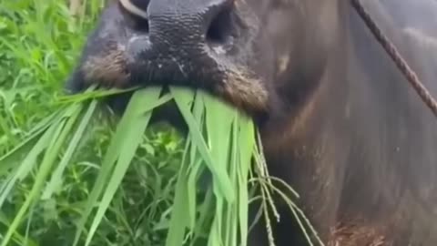 Funny viral video