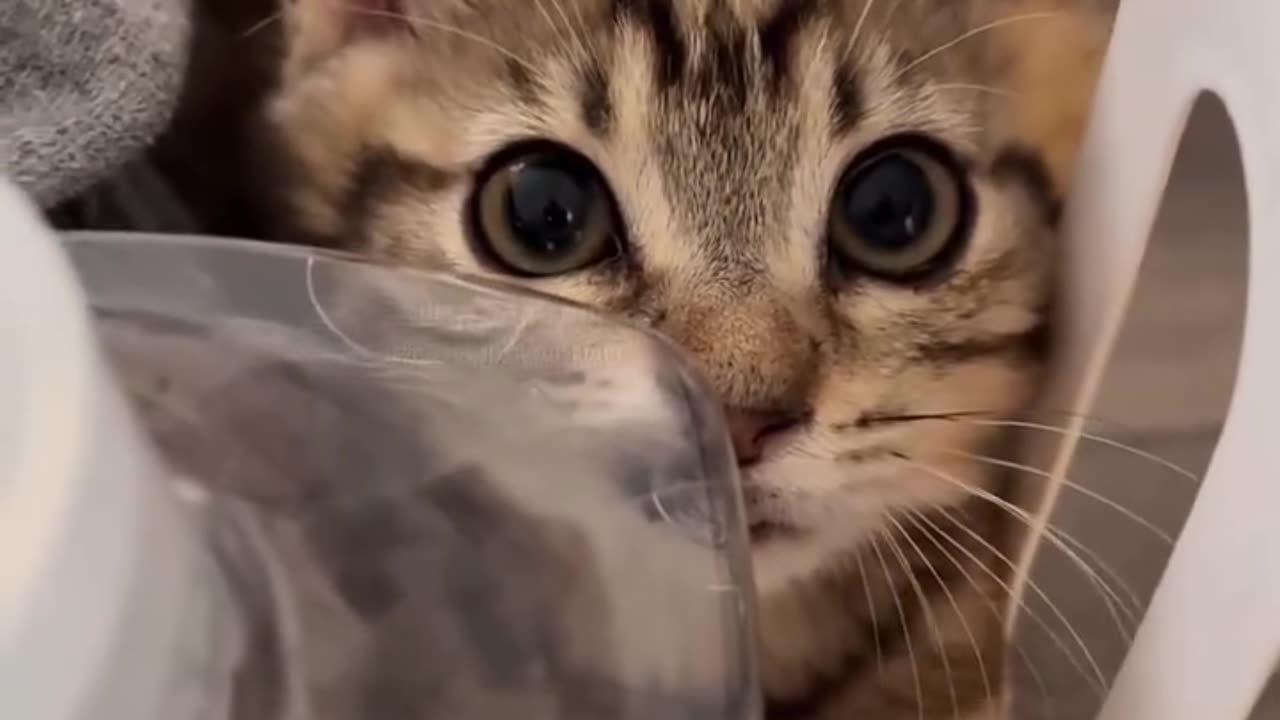 😂😹 Don't Laugh Challenge: Pet Edition 🐶🐾