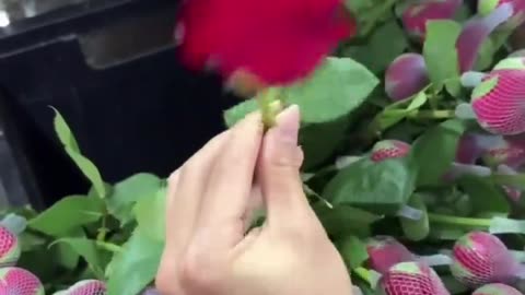 🤯🌹 You Won't Believe These Mind-Blowing Rose Tips! | FunFM