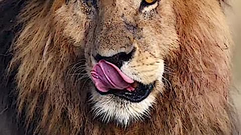 The lion named scarface