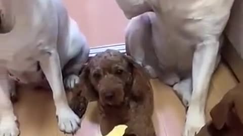 Breaking: Who Did This?? This Is HILARIOUS!! #funnydogs #funnyanimals