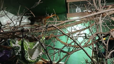 Cheyenne Mountain Zoo Part 4