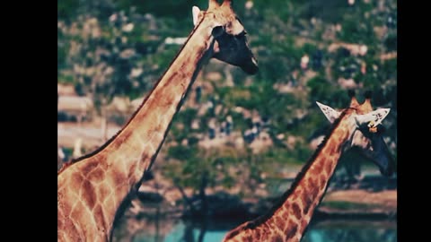 The Tallest Animal on Earth: A Look at Giraffes