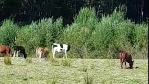 cow