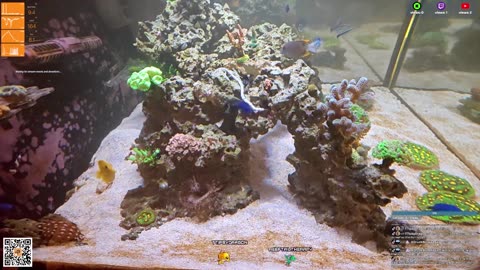 24/7 Real Live Reef Stream