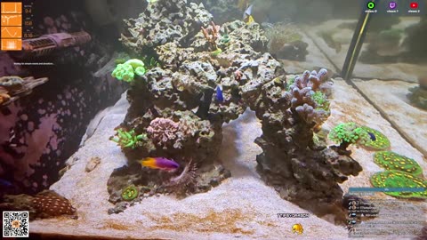 24/7 Real Live Reef Stream