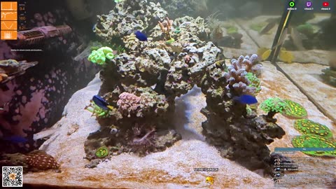 24/7 Real Live Reef Stream