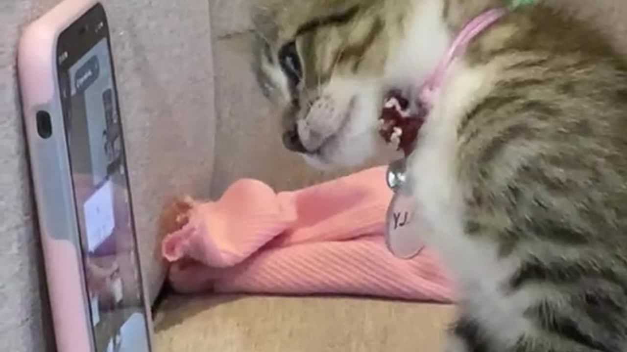 Kucing penasaran dengan handphone