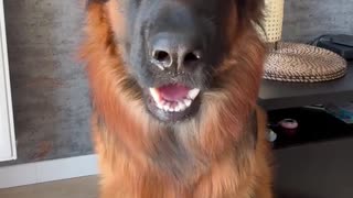 Little dogs comedy Videos 🤣 so cute videos 😍 funny videos in puppies comedy scenes 🤣