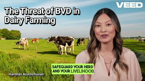 Stop Bovine Viral Diarrhea(BVD):Protect Your Dairy Herd Now
