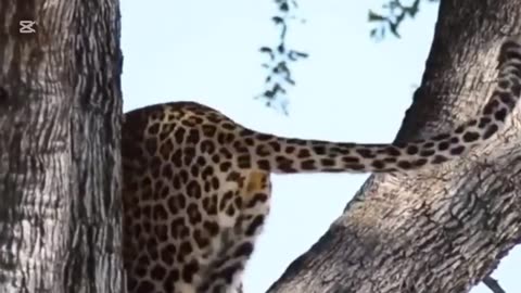 Unbelievable ! Brave warthog parents is Determined to chase And Attack Lion....