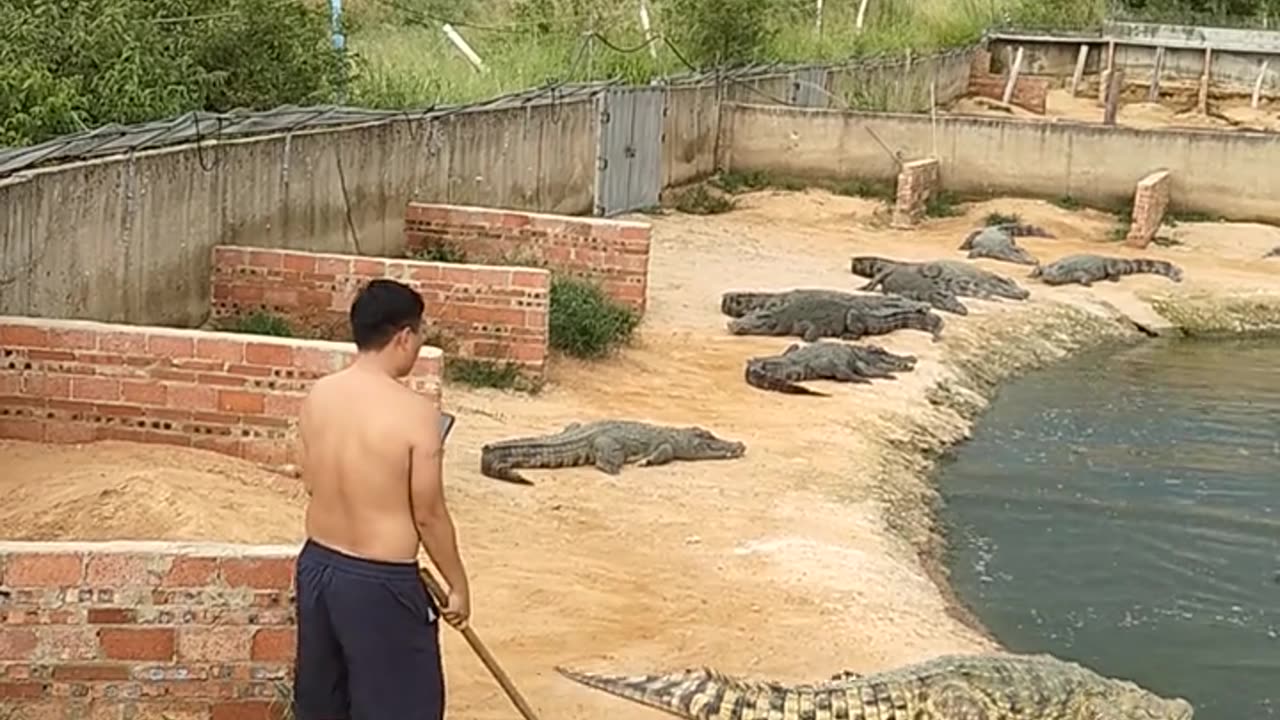 Facing the crocodile head-on, he was afraid.