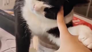 Rude cats