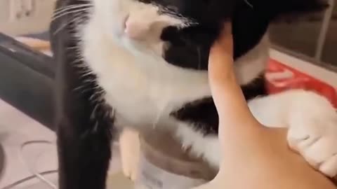 Rude cats