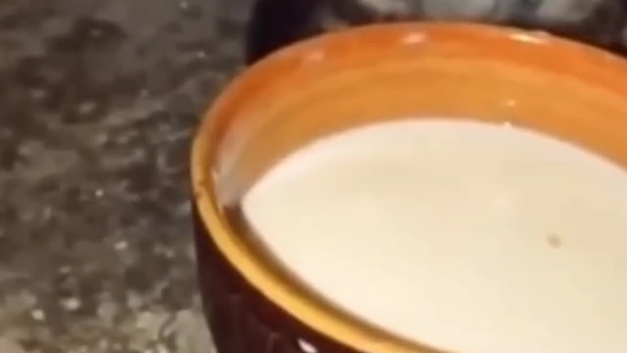 Adorable Cats Doing Funny Things – Pure Joy! 🐱✨