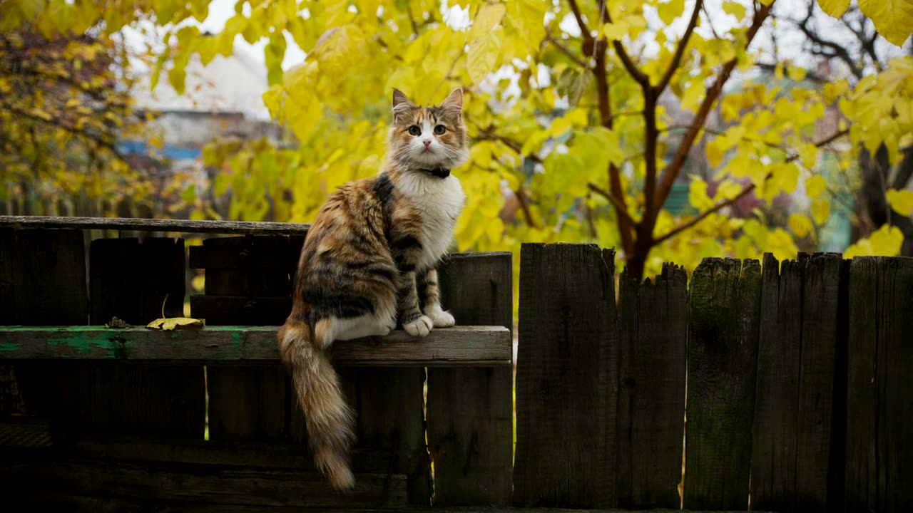 Little cat on a fence in the gaden