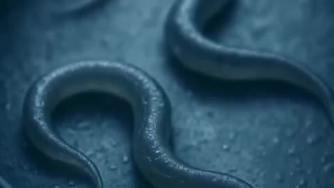 Scientists revived microscopic worms frozen in Siberia for over 46,000 years