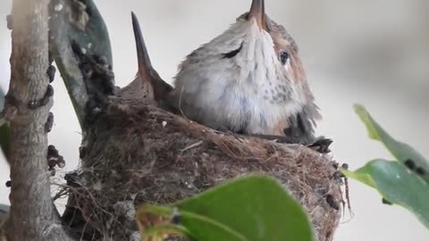 Hummingbird Mom Feeds Babies