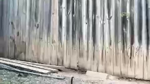 Turtle on energy drink