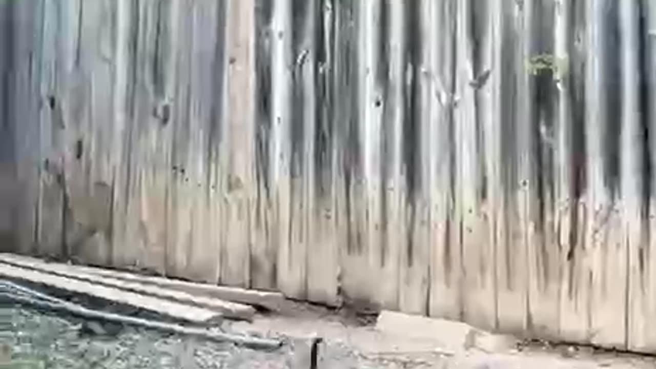 Turtle on energy drink