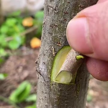 How to Breeding Part-5