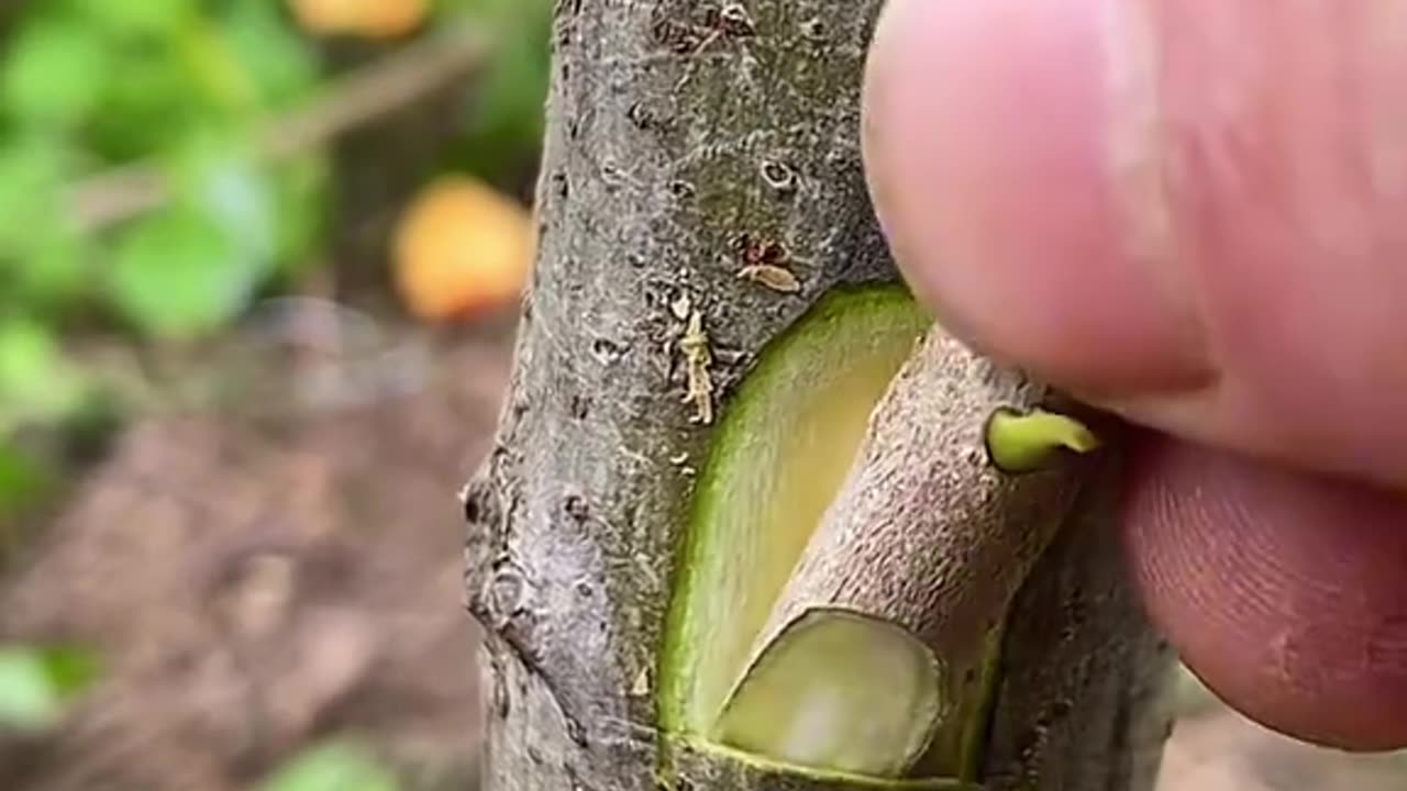How to Breeding Part-5