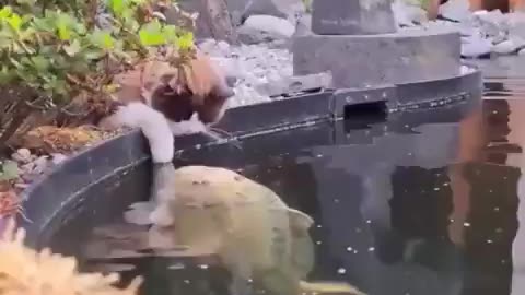 I'll just touch you, fish! 😻😉