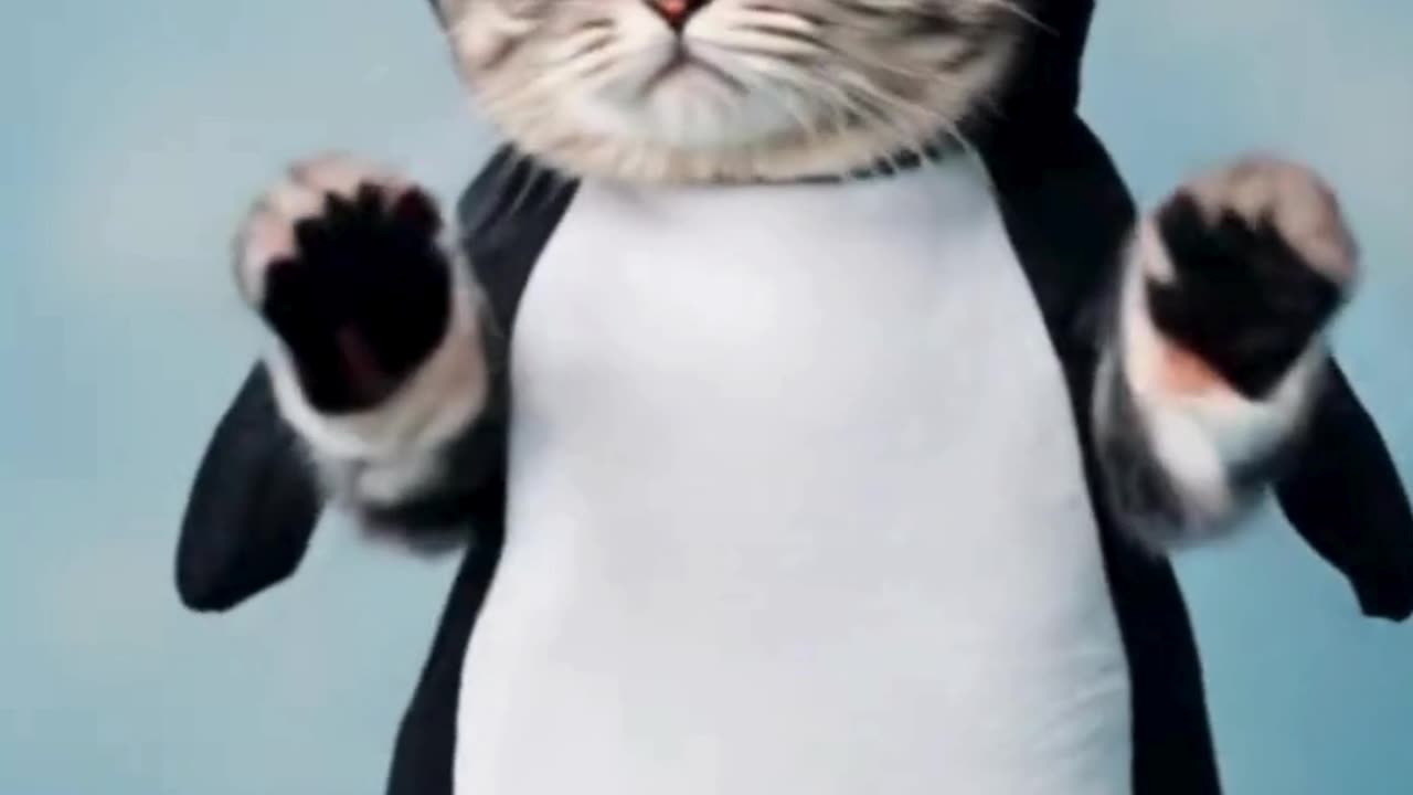 Penguin Cat Dancing #cat #dancingcat #petdance #dancingpets #catdancer #dance #funny #penguin