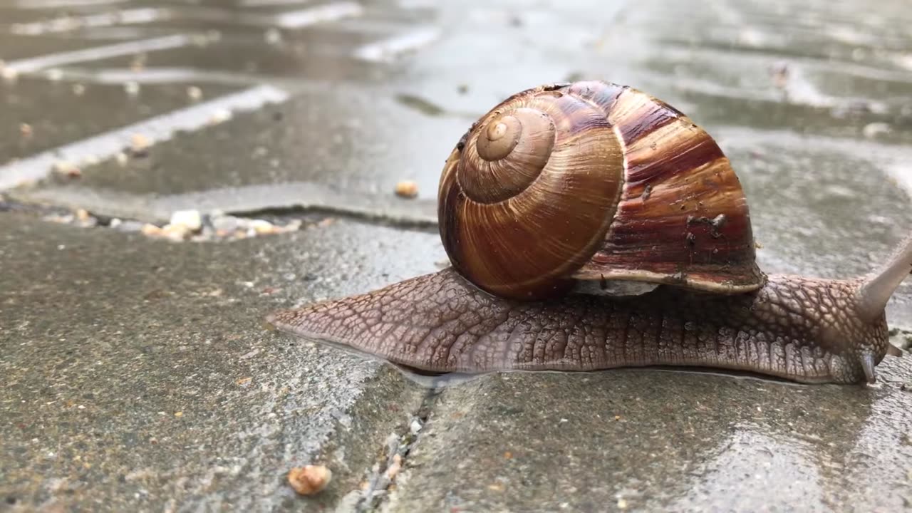 How Snails move