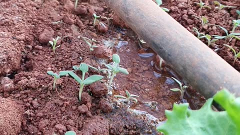 Water and lettuce