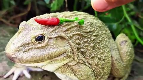 The laughter of frogs | surprise frog funny jump | animal funny video |