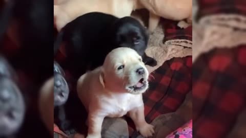 😂 Why Are You So Funny? | Hilarious Pet Moments That Will Make You Laugh Nonstop! 🐶🐱