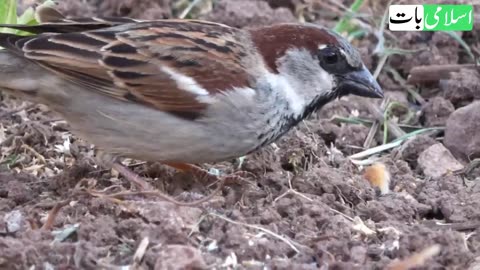 Parrot 🦜 advantage for home