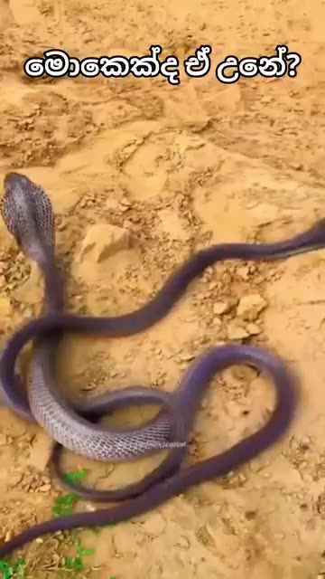 Deadly Snake Battle! 🐍🔥 Who Will Win?