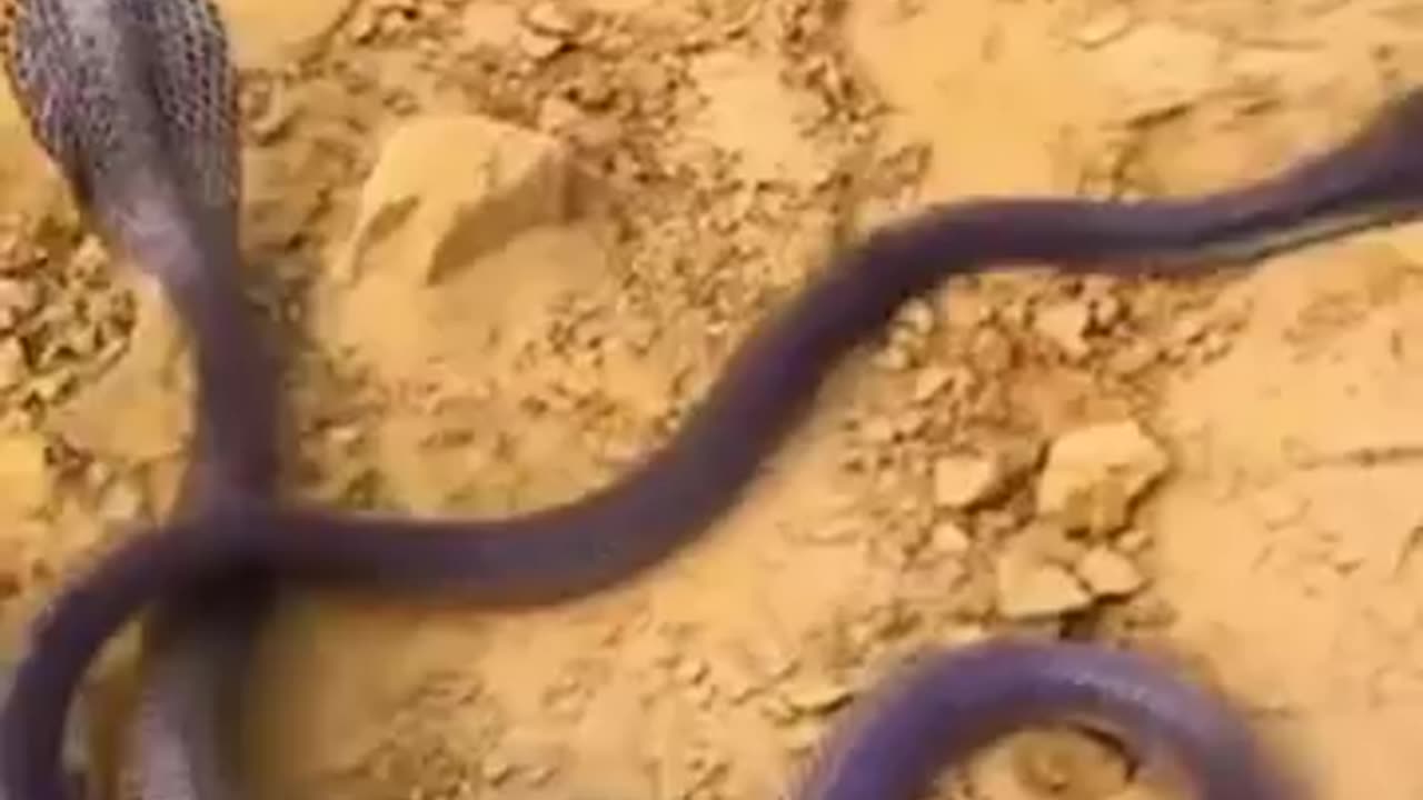 Deadly Snake Battle! 🐍🔥 Who Will Win?