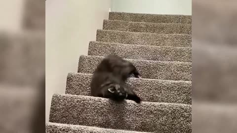 You'll Try Not to Laugh! Funny Animals Compilation